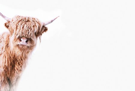 Cadre Photo - MuchoWow - Paysage - 120x80 cm - Scottish highlander Vache  Animaux Montagne Nature - Multicolore - Cdiscount Maison
