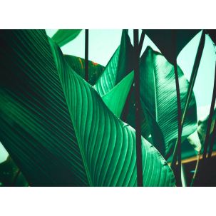 Décor Panoramique Leaf Stalks 1, 5 Panneaux