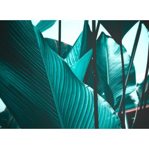 Décor Panoramique Leaf Stalks 2, 5 Panneaux