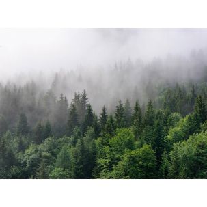 Décor Panoramique Foggy Fir Trees 5 Panneaux