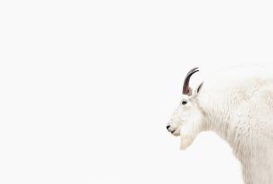 Décor panoramique Chèvre des Montagnes 4 Panneaux Premium Blanc