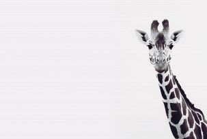 Décor panoramique Girafe 4 Panneaux Premium Blanc