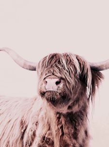 Décor panoramique Vache Highland 2 Panneaux Premium Marron