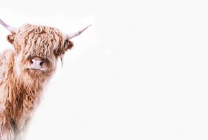 Décor panoramique Vache Highland 4 Panneaux Premium Beige