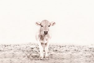 Décor panoramique Vache 4 Panneaux Premium Beige